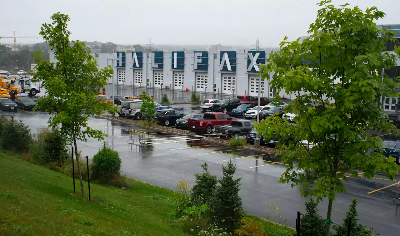 Free trees expected to go fast in Halifax, Lower Sackville