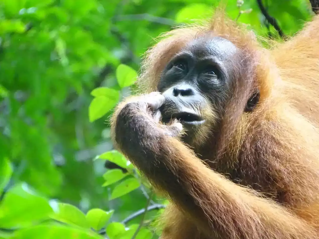 Decoding Primate Curiosity: New Findings From the Indonesian Rainforest