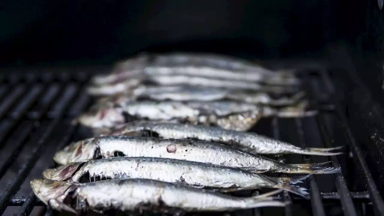 Cuáles son los pescados blancos y cuáles son los azules y cuál es más sano