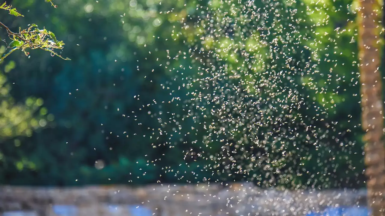 Volunteers wanted for eight-hour midge repellent test in Scotland