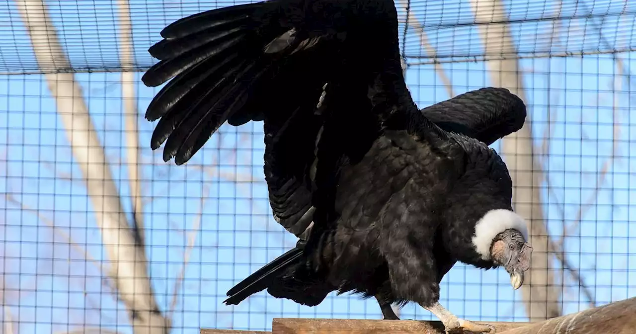 Tracy Aviary’s popular Andean condor, ‘Andy,’ dies at 64, and fans are heartbroken