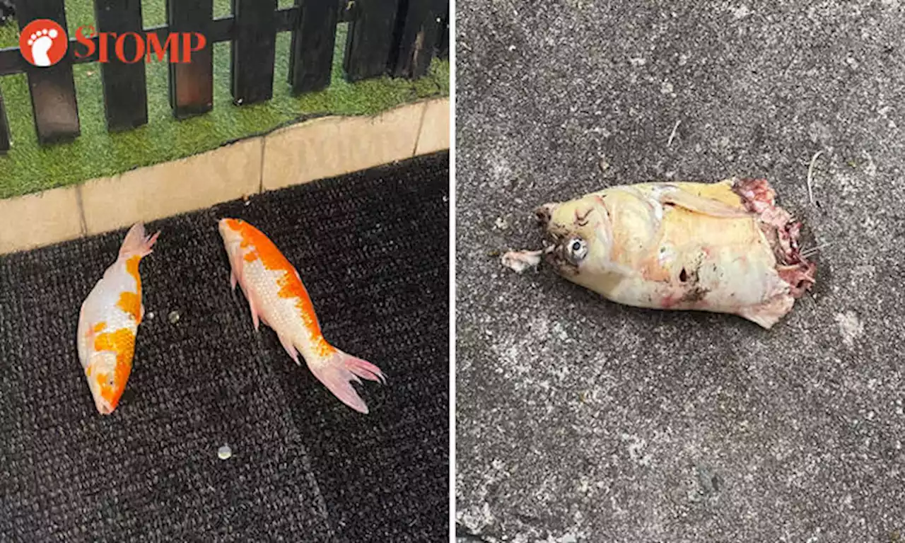 Otters massacre koi that Bedok condo resident has reared for 10 years