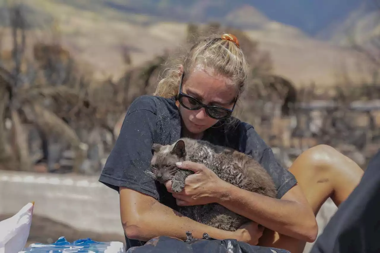 Incendies à Hawaï : comment les associations se mobilisent-elles pour secourir les animaux ?