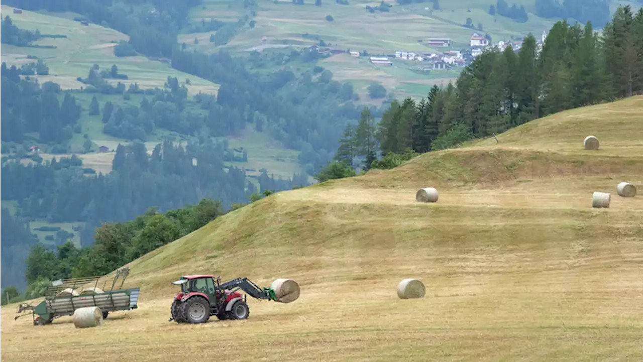 Trotz hoher Temperaturen gute Erträge in den Rebbergen und auf den Wiesen