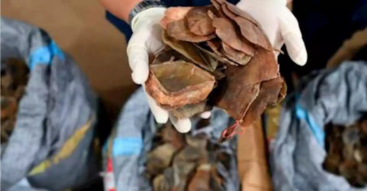 1.4 tonnes of pangolin scales seized in Thailand