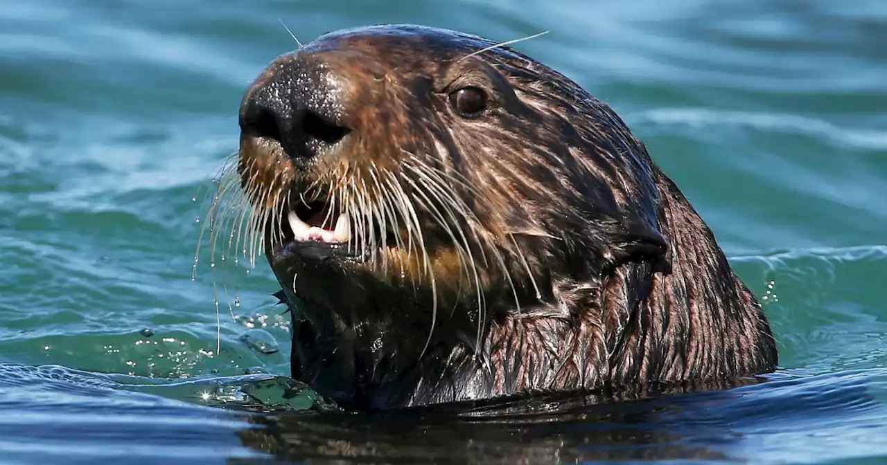 ‘Succession’ actor says she was attacked by otters while swimming in California river