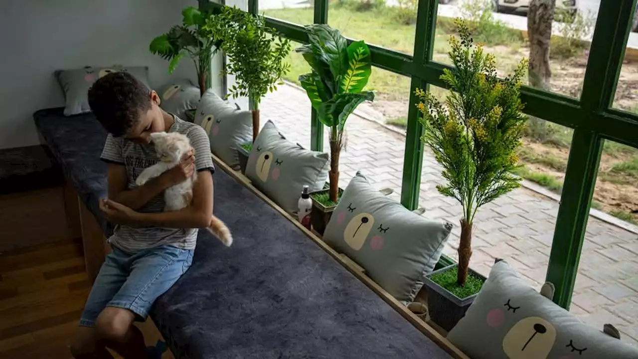 Paws and peace: Besieged Gaza residents welcome first cat cafe