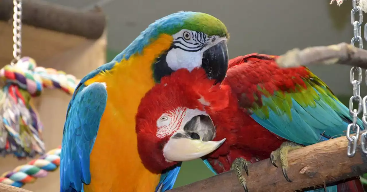 Papageien-Gekreische störte Nachbarn: Der Krach der Vögel trieb ihn zur Klage