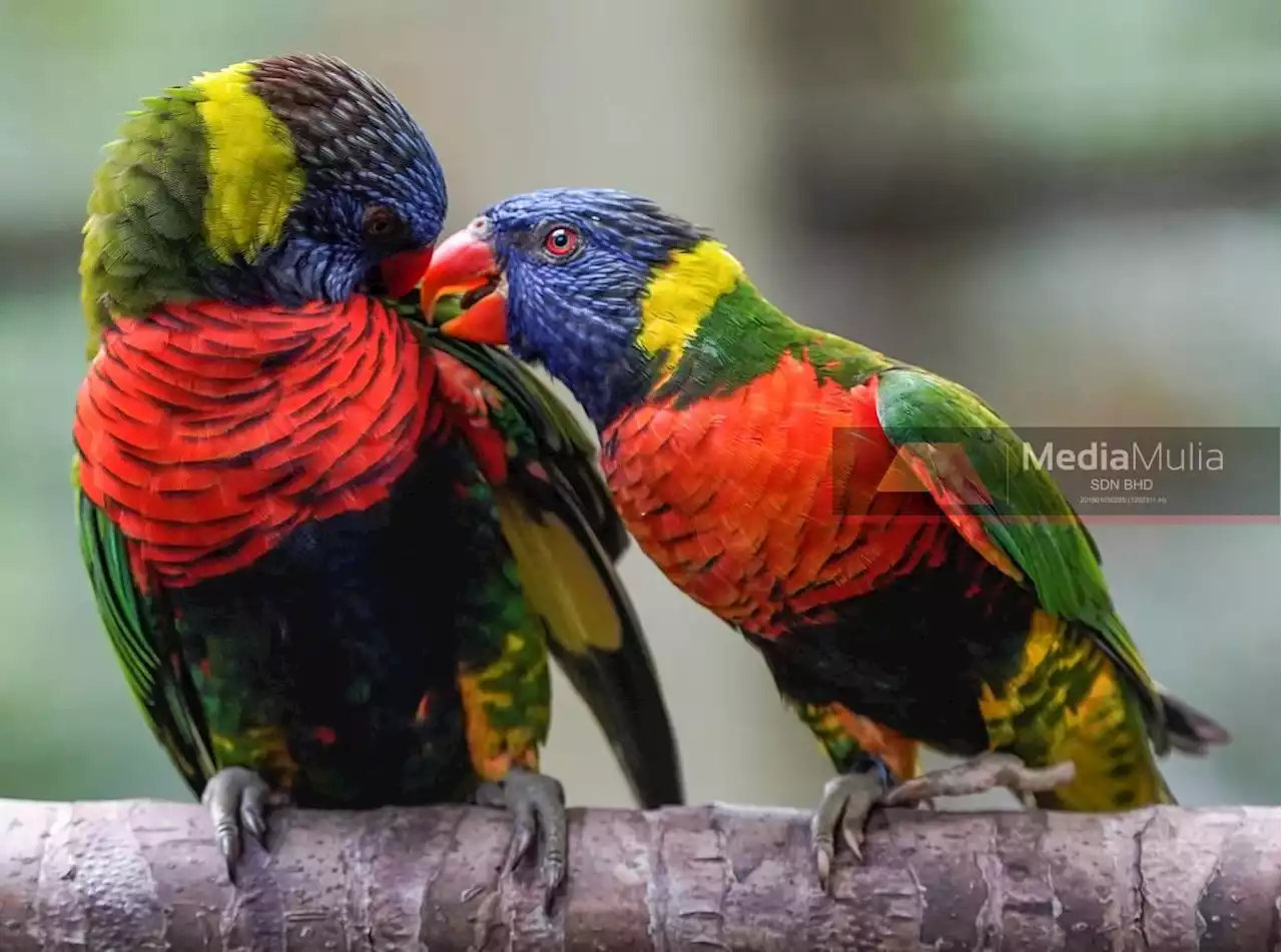 Taman Burung Melaka berwajah baharu