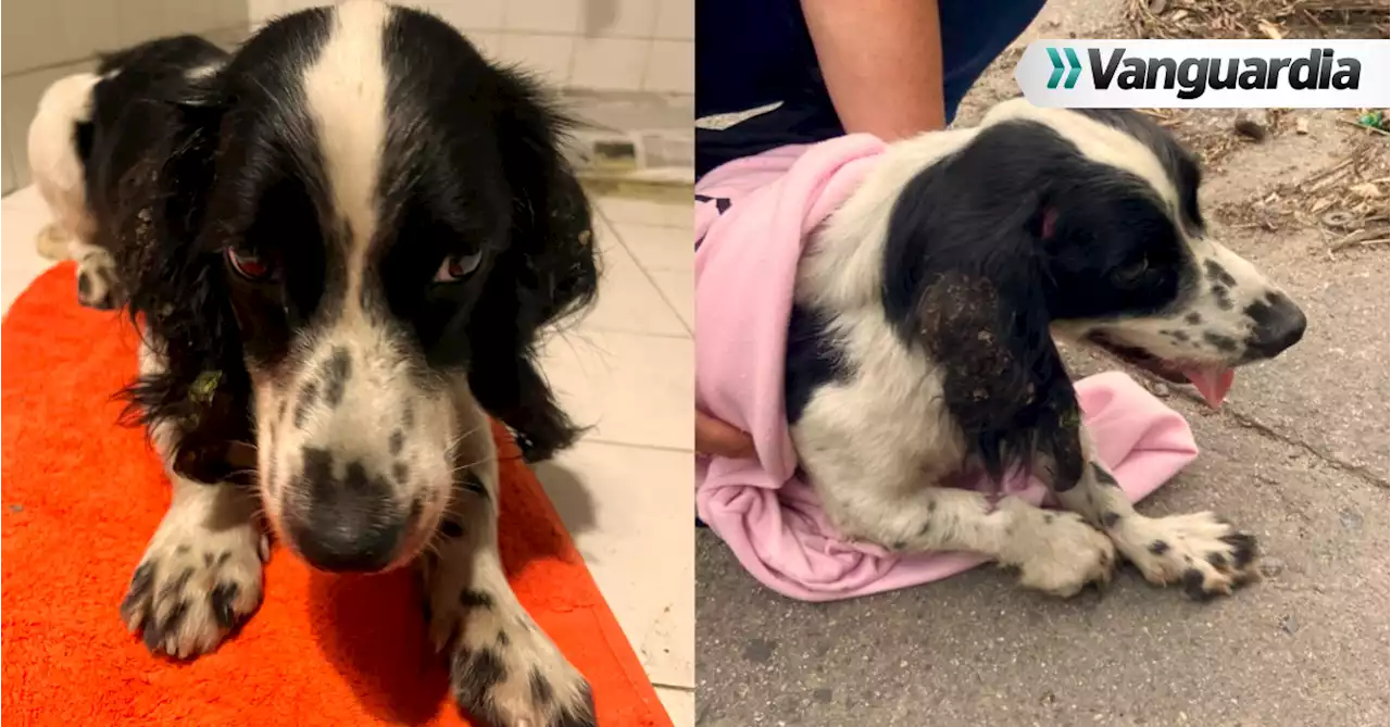 Mango, el perrito que sobrevivió al ser atropellado y busca una segunda oportunidad