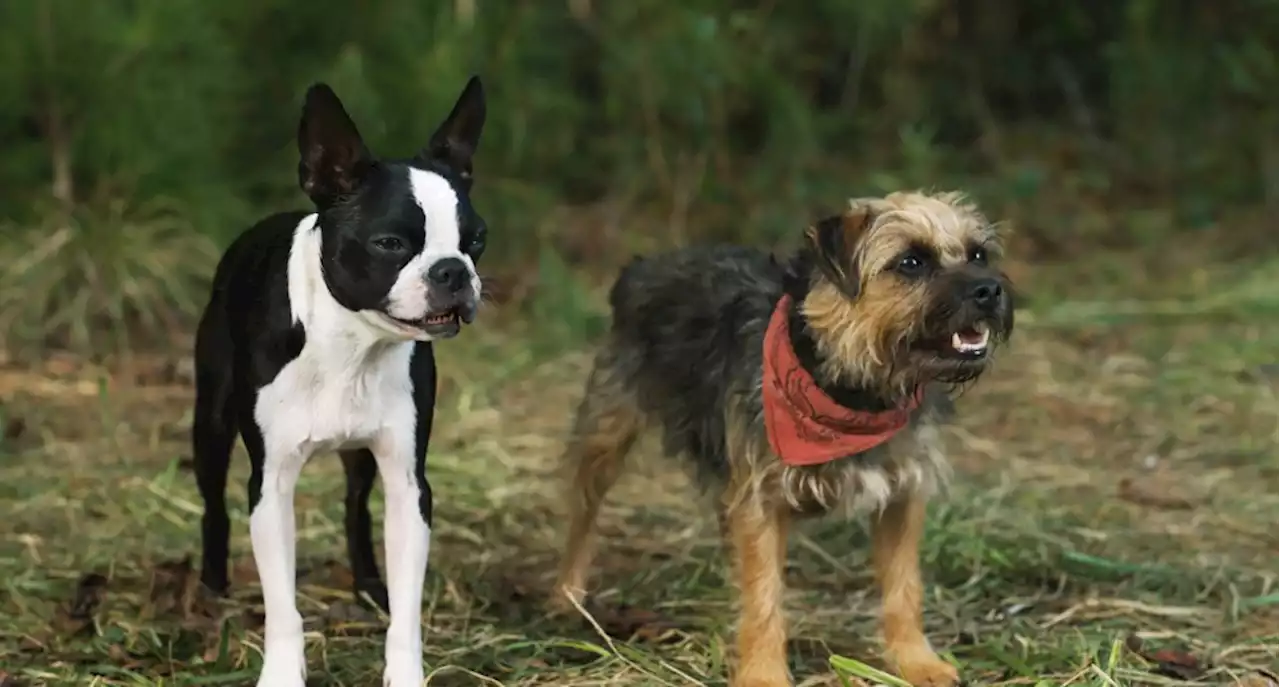 ‘Strays’ Review: Foul-Mouthed Dogs Teach Humans a Few New Tricks in Original Talking-Dog Comedy