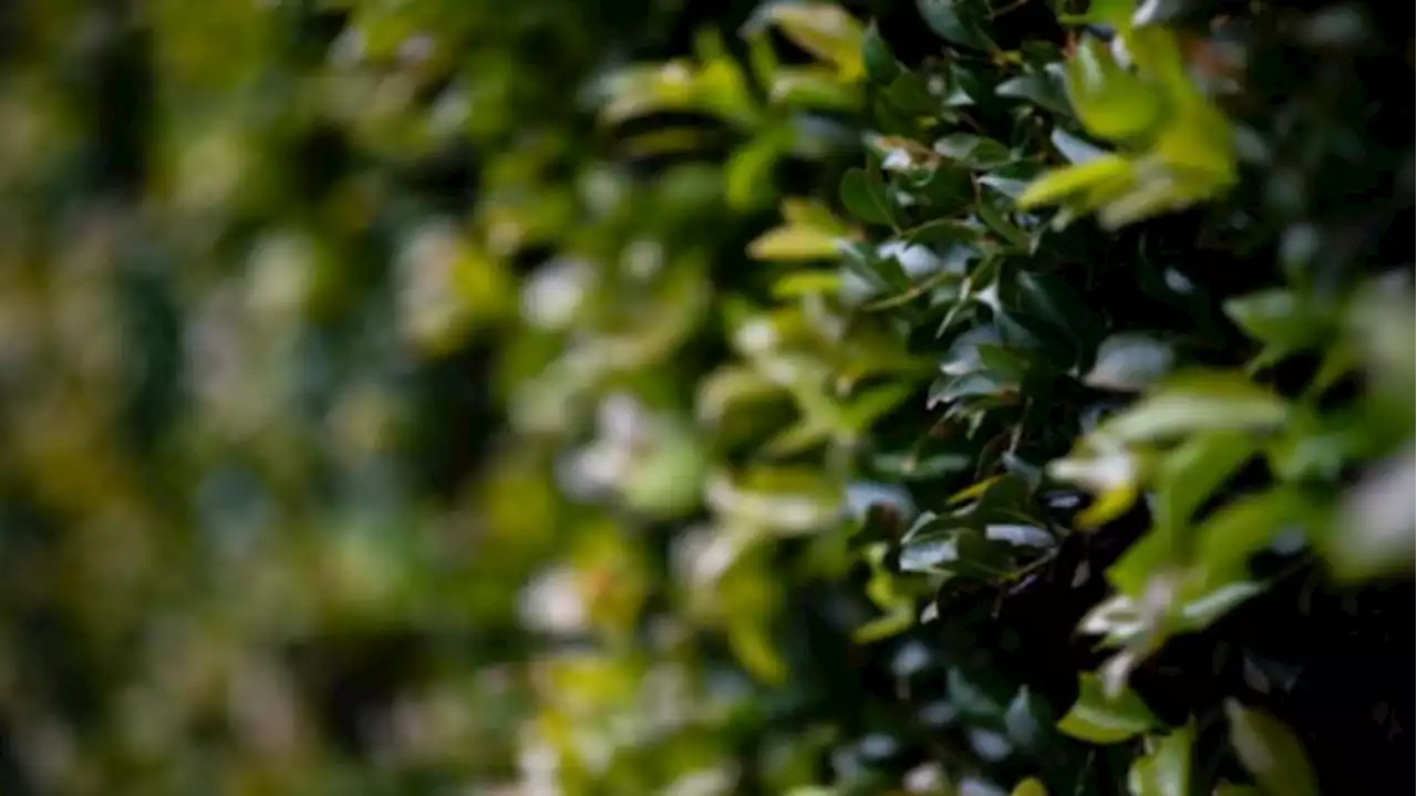 Aussie woman takes neighbours to court over trees blocking light into her home