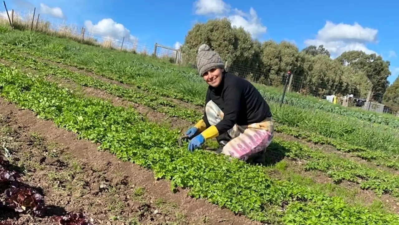 Organic vegetable consumers dig into cooperative alternative in SA's Riverland