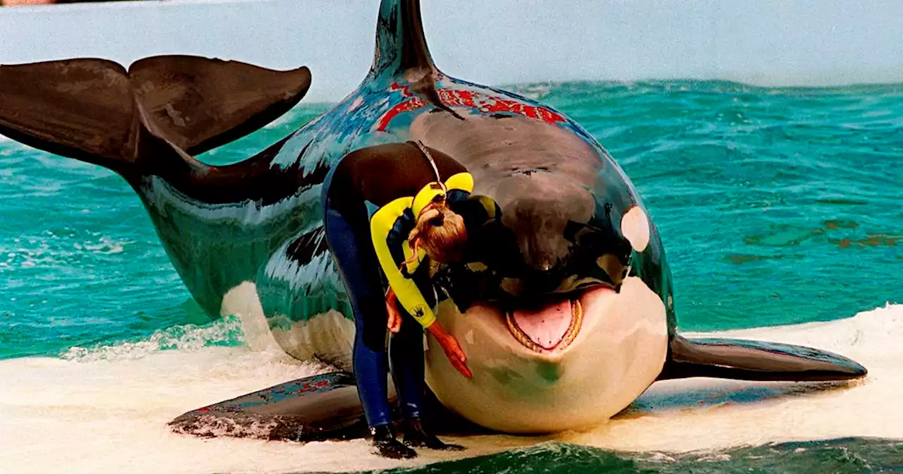 Lolita the orca dies in captivity as hopes grew she would return to the Pacific Northwest