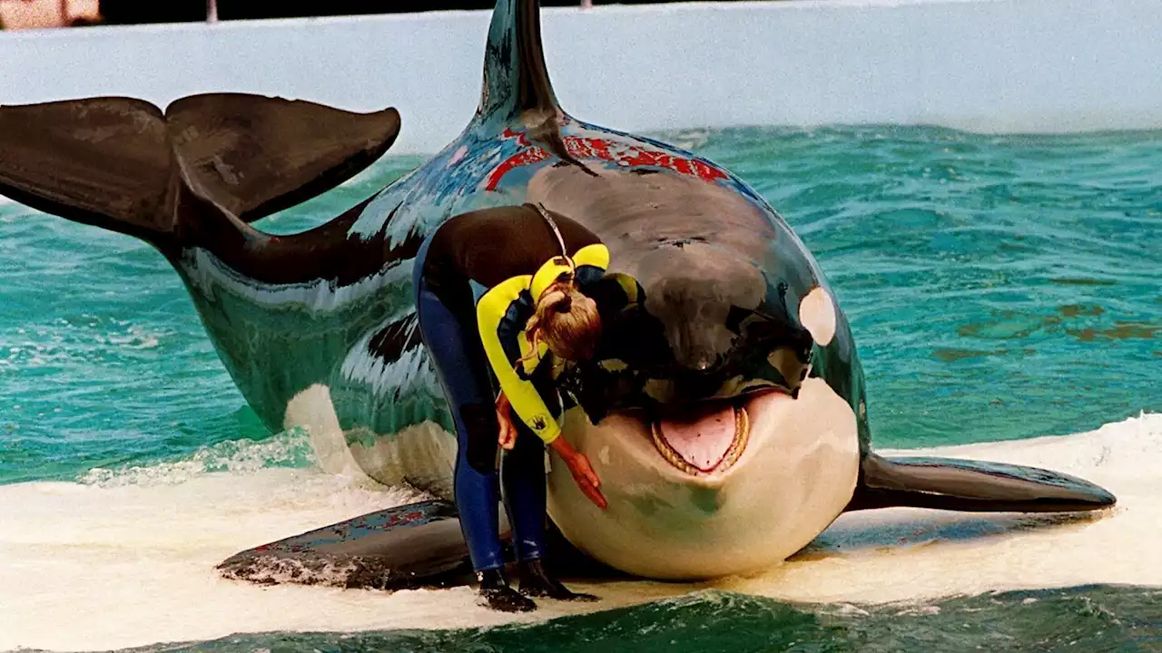 Lolita the orca dies at Miami Seaquarium after half-century in captivity