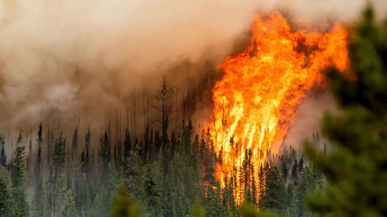 Schlimmste Waldbrand-Saison: Notstand in British Columbia ausgerufen