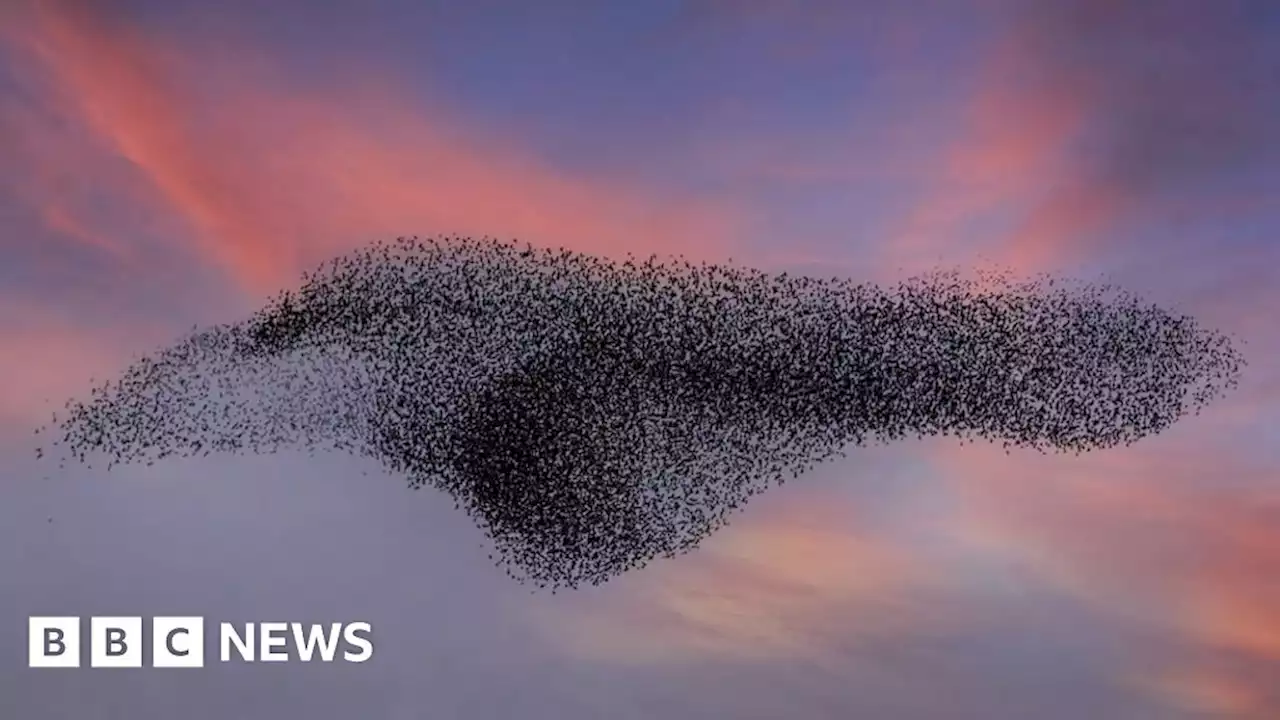 Murmuration: Action taken to re-attract Belfast's starlings