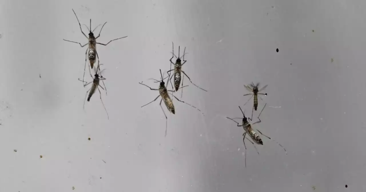 Autoridades de salud en el Valle piden adoptar medidas para evitar propagación del dengue