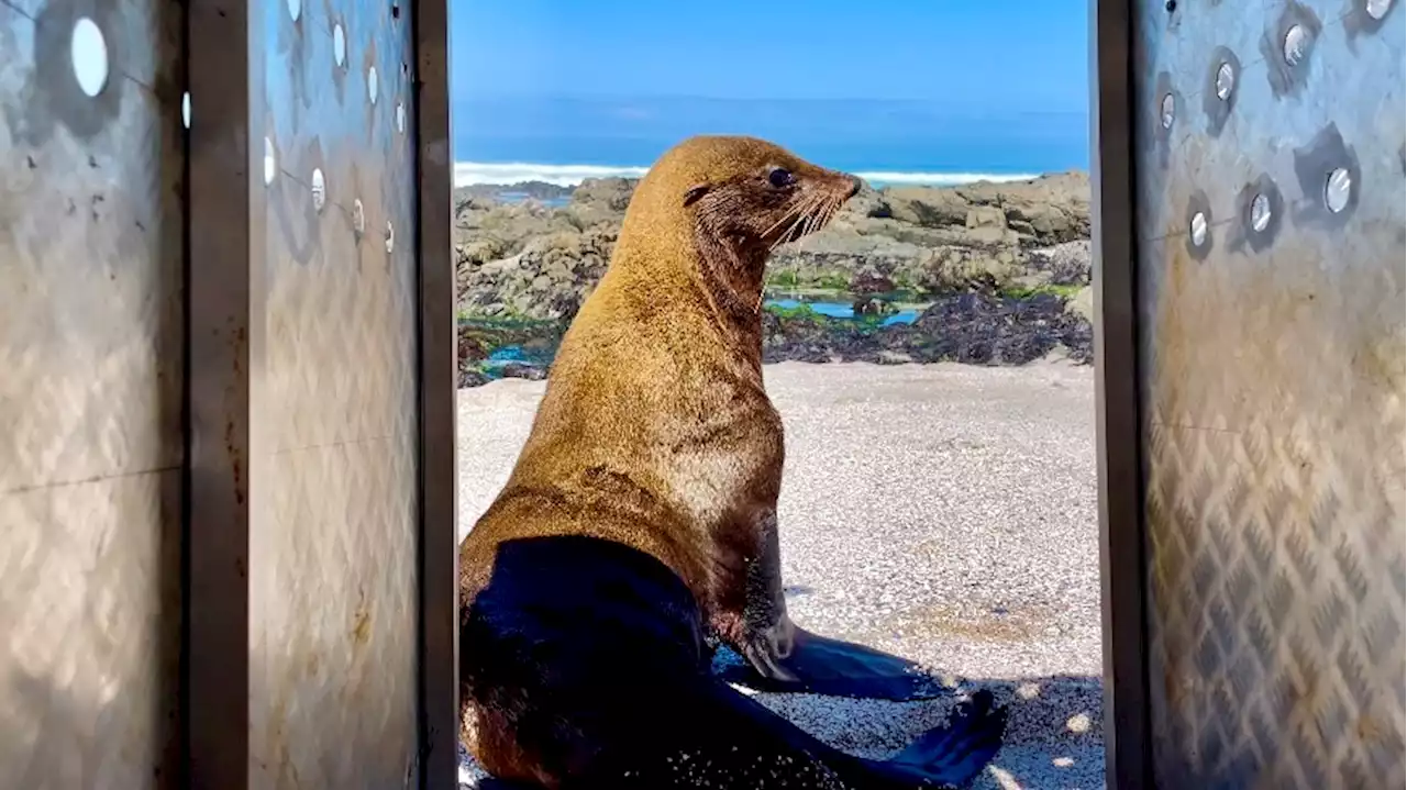 The CoGH SPCA reiterates its call for volunteers to join the Seal Squad