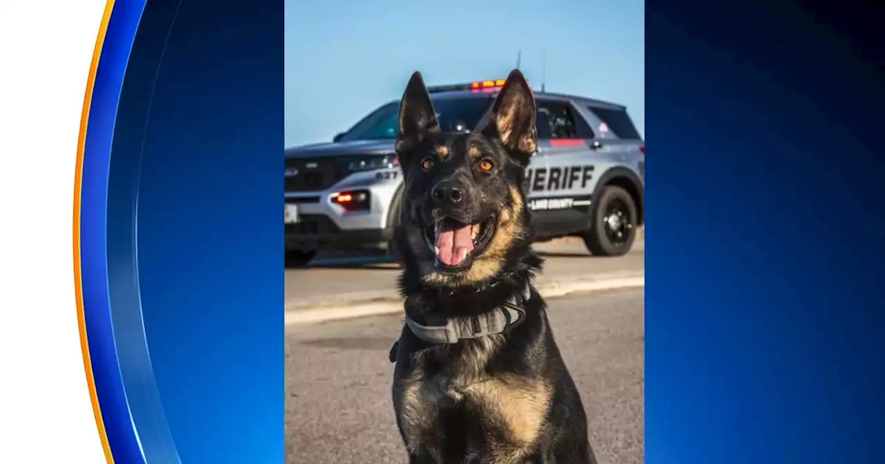 Lake County Sheriff's K9 helps find armed robbery suspect