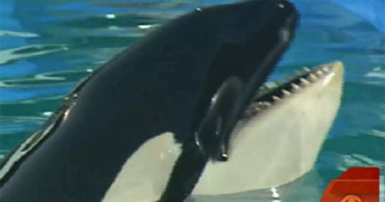 Lolita, beloved killer whale who had been in captivity, has died, Miami Seaquarium says