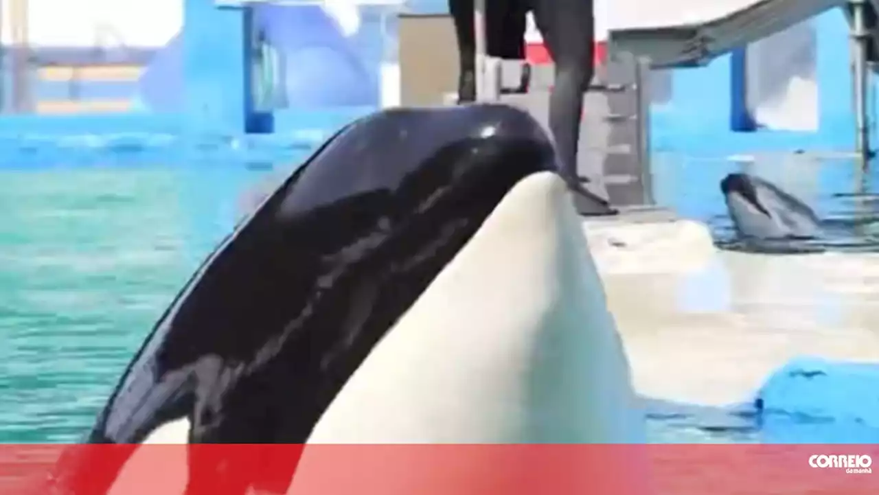 Morreu a orca Lolita que estava em cativeiro há 53 anos num oceanário em Miami