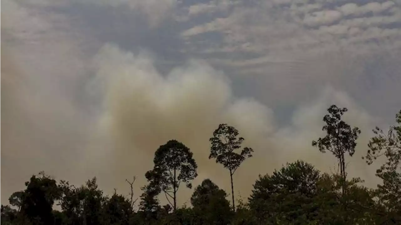 Cegah Kebakaran Hutan, BMKG Deteksi Ada 66 Titik Panas di Kaltim