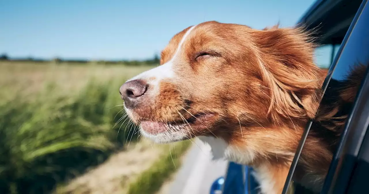 Drivers warned they could be slapped with £5,000 fine for having pets in the car