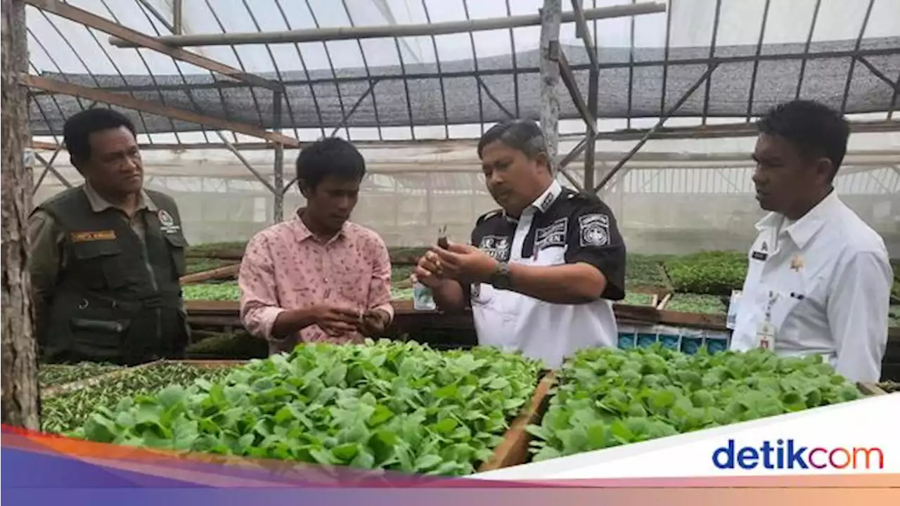 Petani di Kawasan Food Estate Raup Rp 20 Juta/Bulan dari Benih Sayuran