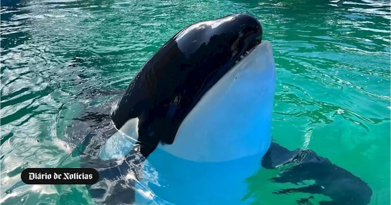 Morreu a orca Lolita que estava em cativeiro desde 1970 num oceanário em Miami