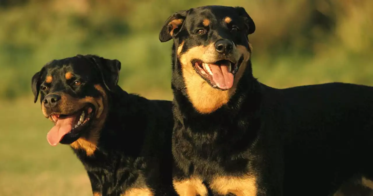 Woman mauled by two Rottweilers as she 'tried to pet them'