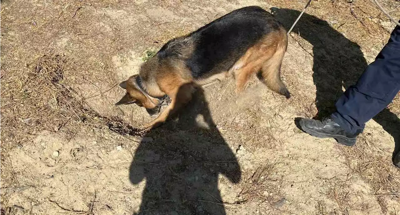 Frika, perro policía estatal, halla fosa clandestina en Reynosa