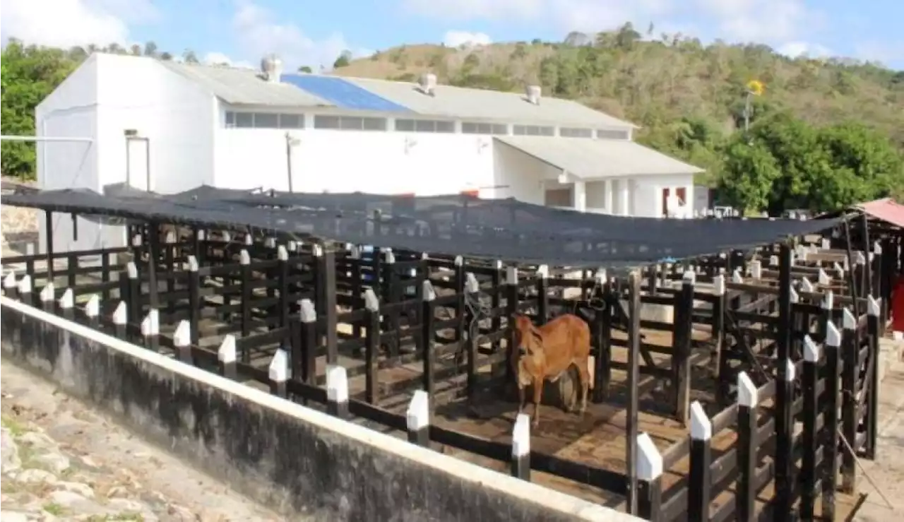 14 mataderos podrían reabrir en el Atlántico