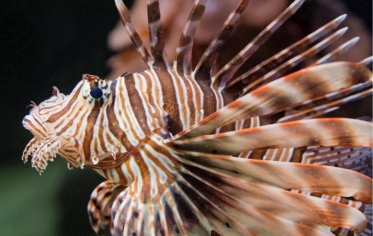 Diese Begegnung kann tödlich enden: Vorsicht im Badeurlaub: Giftiger Fisch breitet sich im Mittelmeer aus