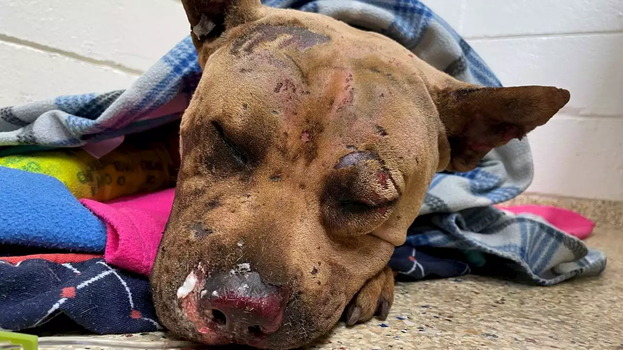 Dog dies after being found burned alive, beaten in northeast Houston