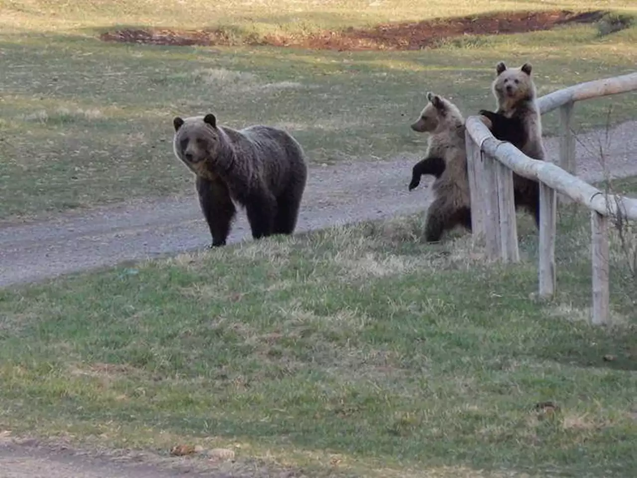 Alberta conservation program looks to change how ranchers deal with grizzly bear conflicts