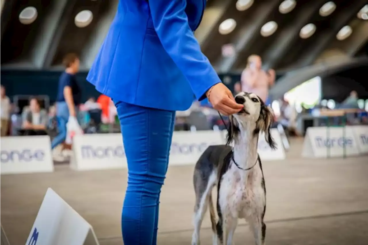 Ruim 1.500 honden nemen het tegen elkaar op tijdens Sint-Rombouts Trophy in Mechelse Nekkerhal