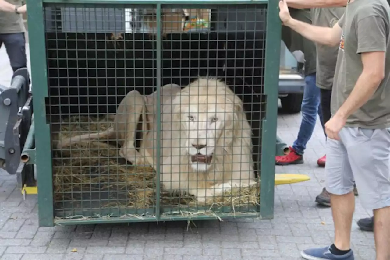 Witte circusleeuw aangekomen in Natuurhulpcentrum: “Onze andere leeuwen verhuizen binnenkort”