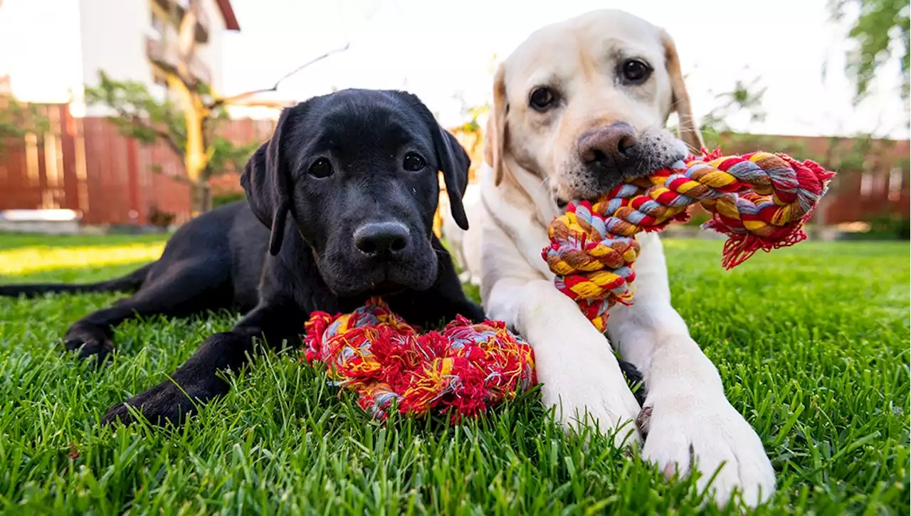 Avere tanti amici aiuta i cani a invecchiare meglio