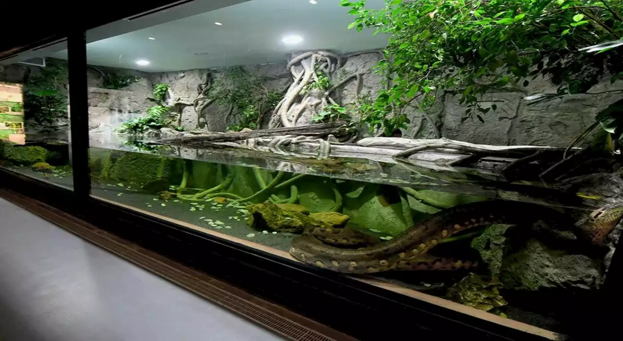 Anaconda verde, nuova casa per l'animale più grande del rettilario del Bioparco di Roma