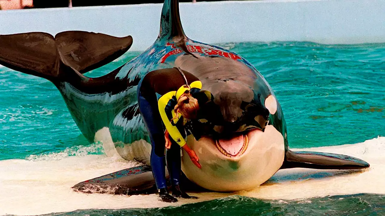 Lolita the orca dies at Miami Seaquarium after half-century in captivity