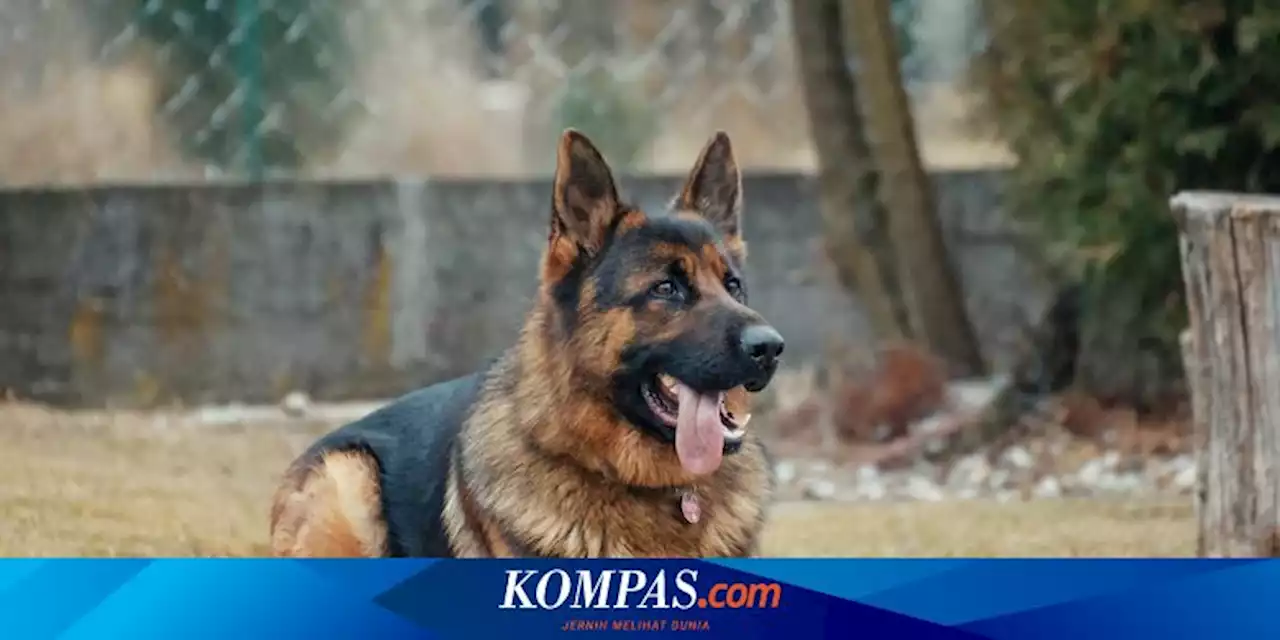 5 Perubahan Perilaku pada Anjing Tua yang Perlu Diperhatikan