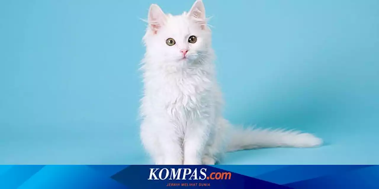 8 Fakta Menarik yang Jarang Diketahui tentang Kucing Putih