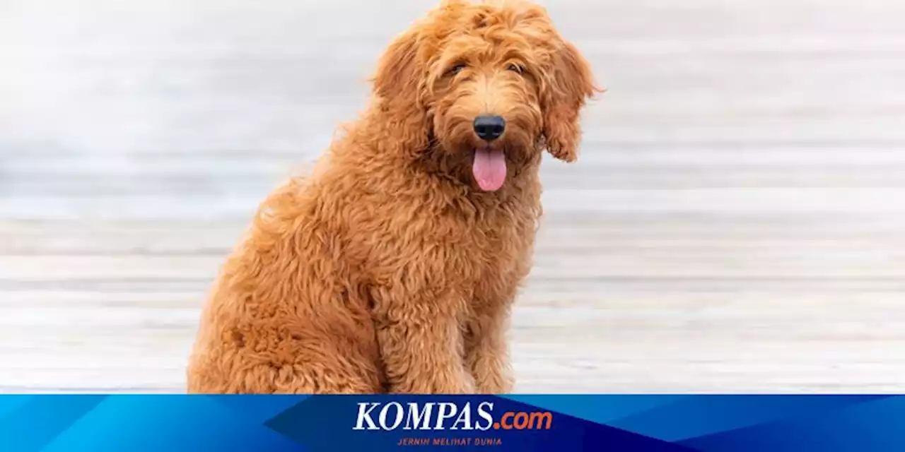 Mengapa Anjing Menjulurkan Lidah Terus Menerus?