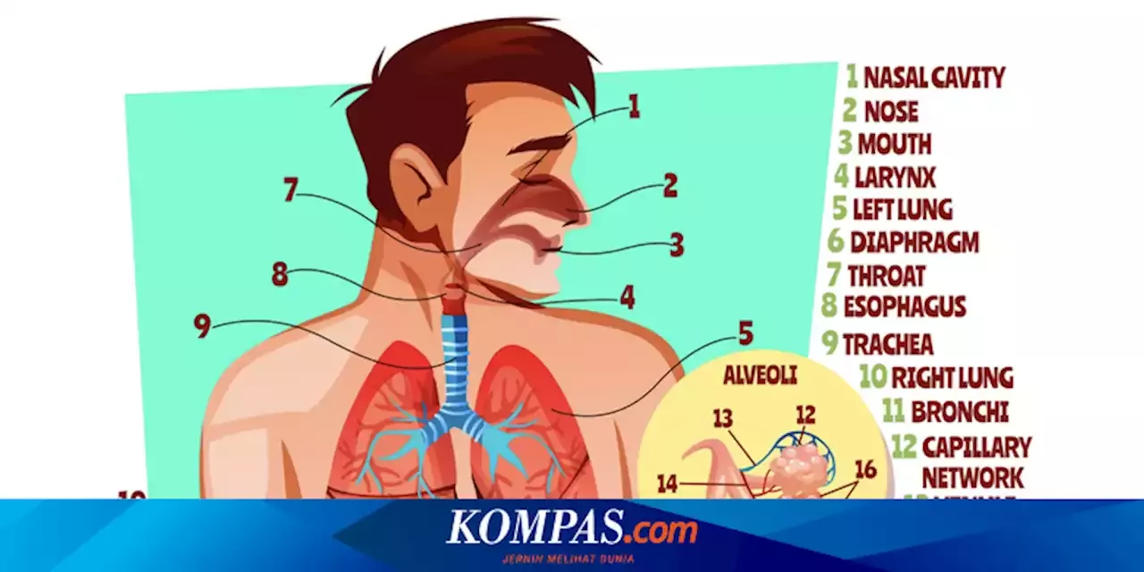 Mengenal 16 Bagian Sistem Pernapasan Manusia Dan Fungsinya Indonesia