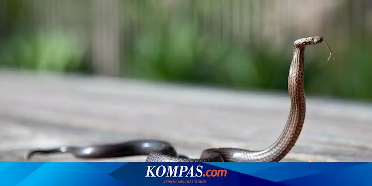 Tanaman yang Menarik Ular Masuk Rumah, Bersihkan untuk Mengusirnya!