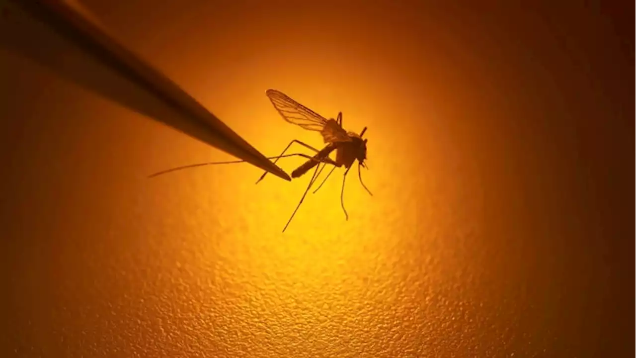 Another mosquito tests positive for West Nile virus in San Antonio area