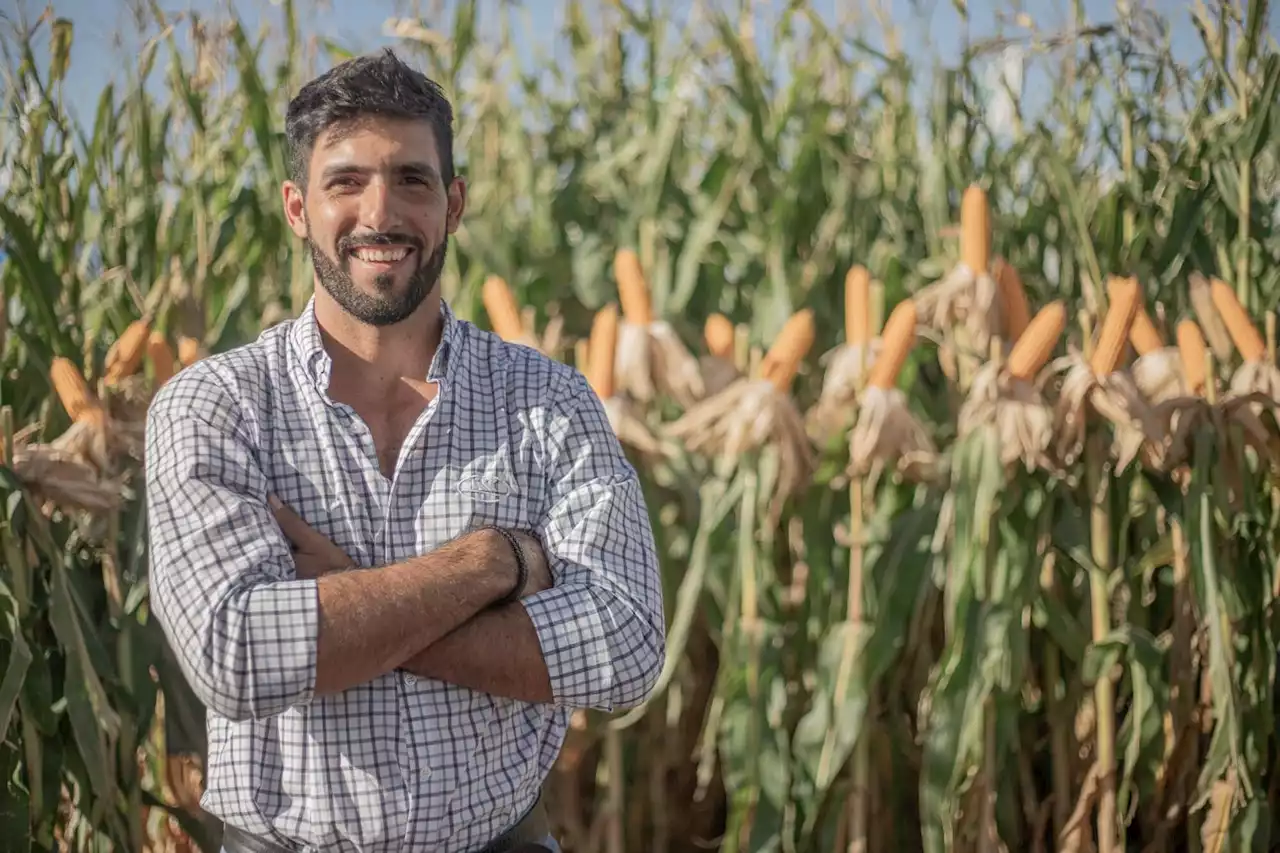 Maíz: cómo hacer un uso eficiente de la densidad y el nitrógeno