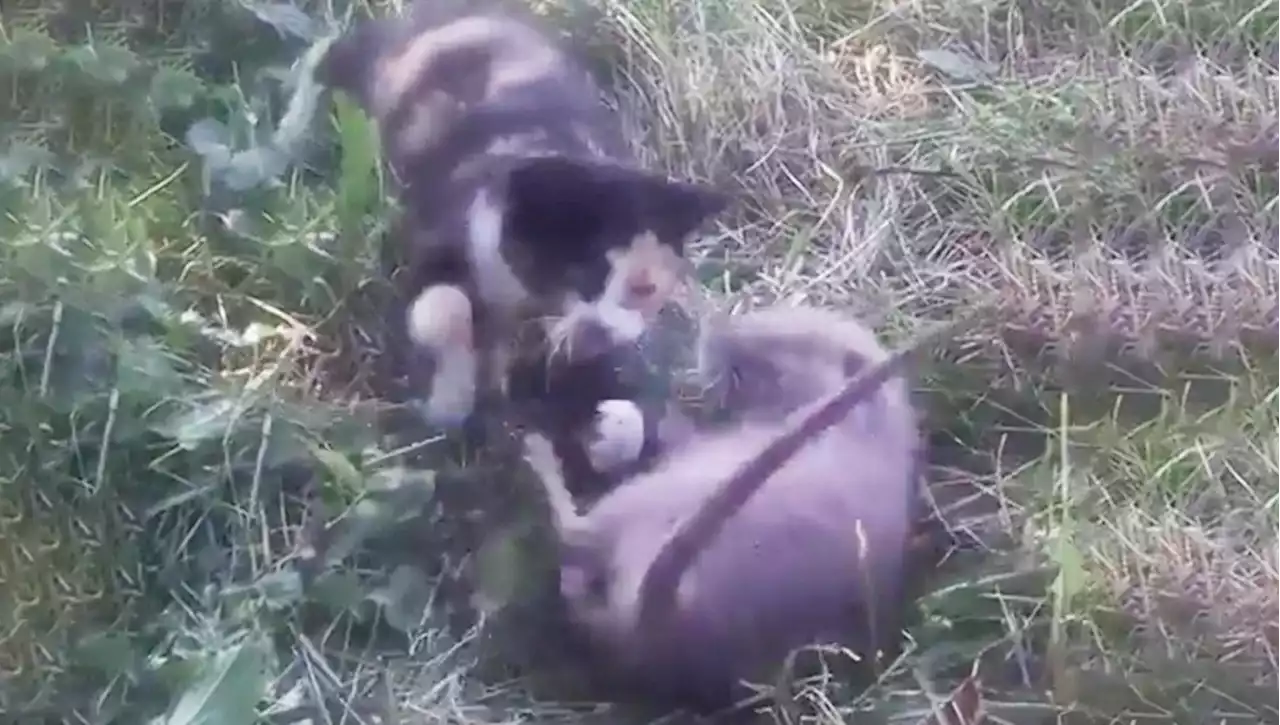 'Troppi topi in giardino, mi serve un gatto'. Ma l'adozione del micio non va come si aspettava