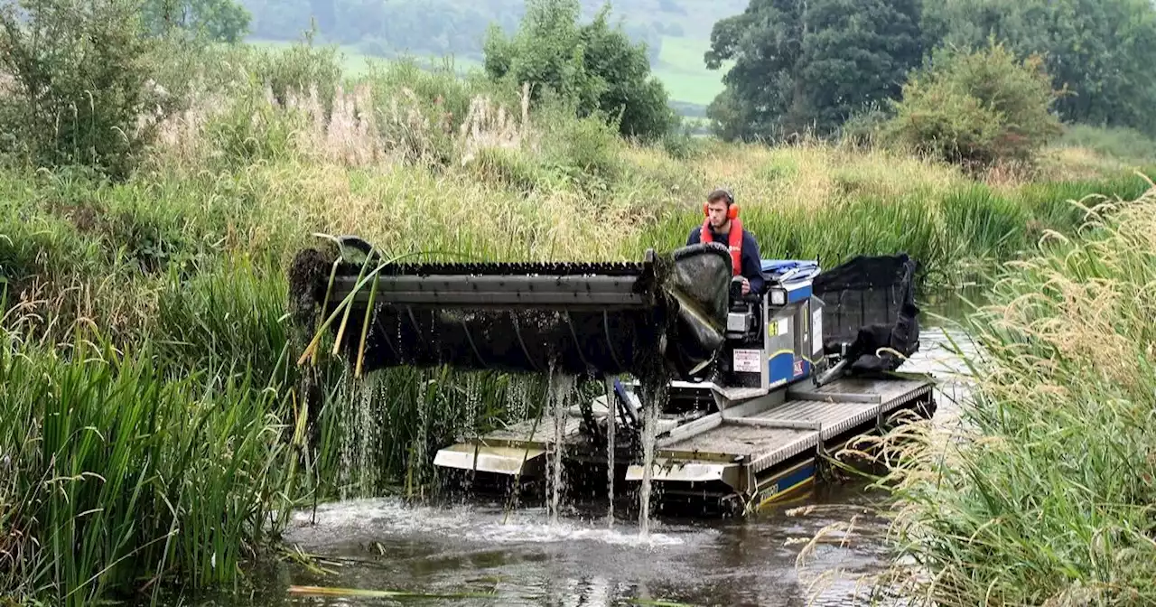 Warning as invasive weeds choke Lancashire canals